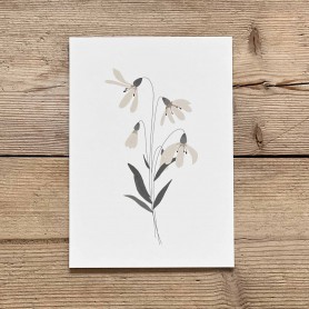 Carte postale florale - Edelweiss