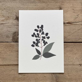 Carte postale florale - Sureau