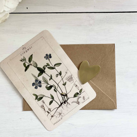 Carte postales Fleurs bleues