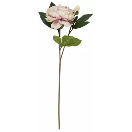 Pivoine pêche rose en tige