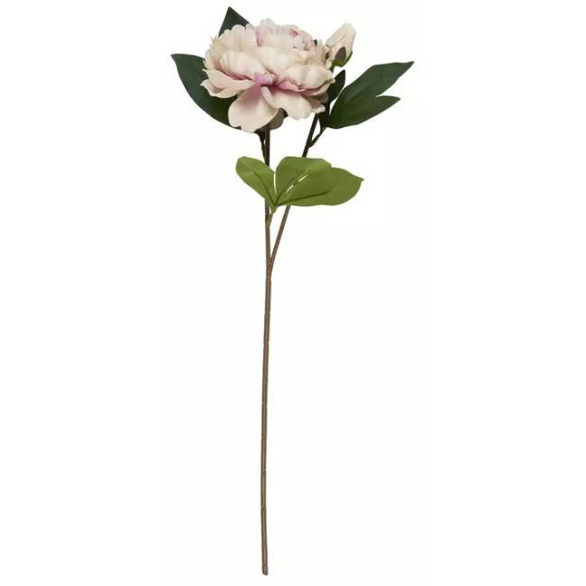 Pivoine pêche rose en tige