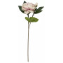Pivoine pêche rose en tige