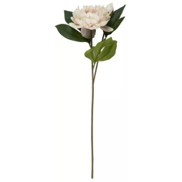 Pivoine beige rose en tige