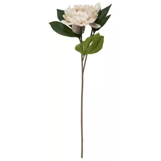 Pivoine beige rose en tige