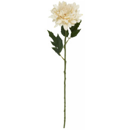 Dahlia en tige
