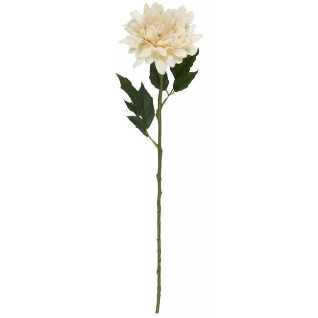 Dahlia en tige