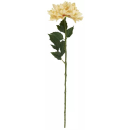 Dahlia abricot en tige