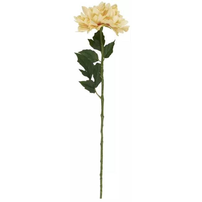Dahlia abricot en tige