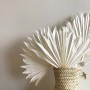 Bouquet de feuilles de palmier séchées blanchies